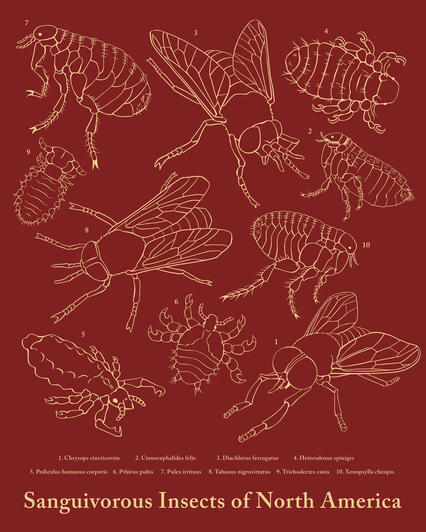 Sanguivorous Insects of North America Poster, collection design. Digital, 2024.