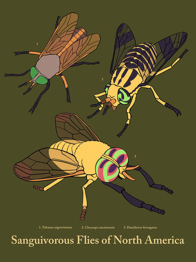 Sanguivorous Flies of North America Poster, collection design. Digital, 2024.