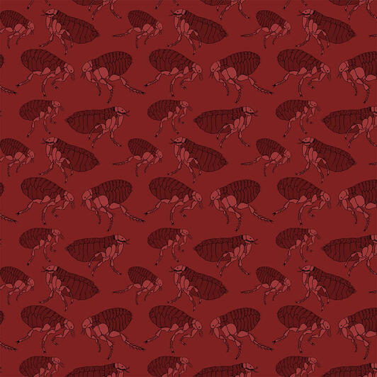 Flea Species Pattern, collection design. Digital, 2024.